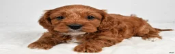 Cavapoo dogs for sale: Skittles - Ad 14