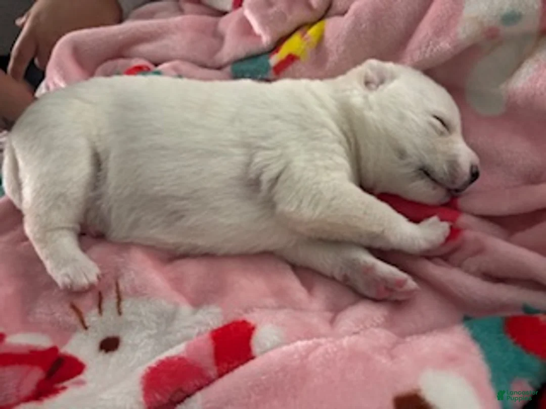 Siberian Husky dogs for sale: winter - Ad 1