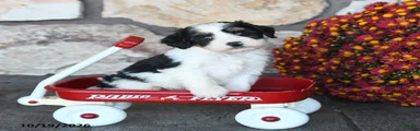 Peanut 