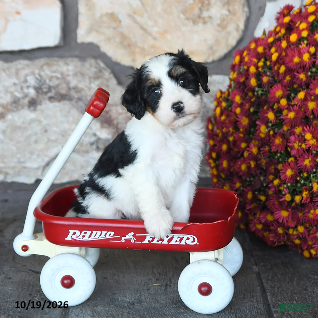 Mini Bernedoodle dogs for sale: Peanut  - Ad 1