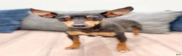 Miniature Pinscher dogs for sale: Caden - Ad 6