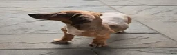 Dachshund dogs for sale: Sophie - Ad 7