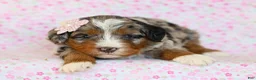 Mini Bernedoodle dogs for sale: Dorie - Ad 3