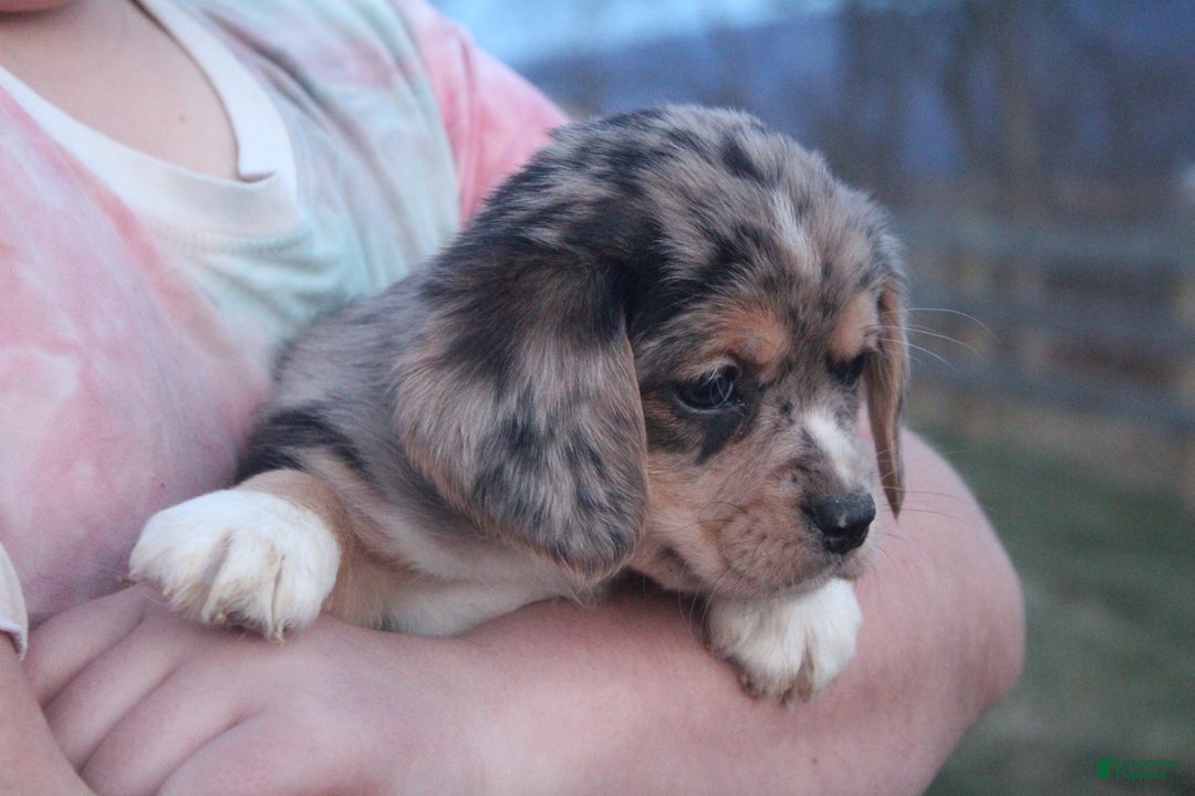 Mixed Breed dogs for sale: Ayla - Ad 3