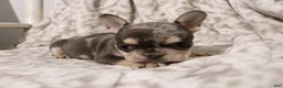 French Bulldog dogs for sale: Lars - Ad 9