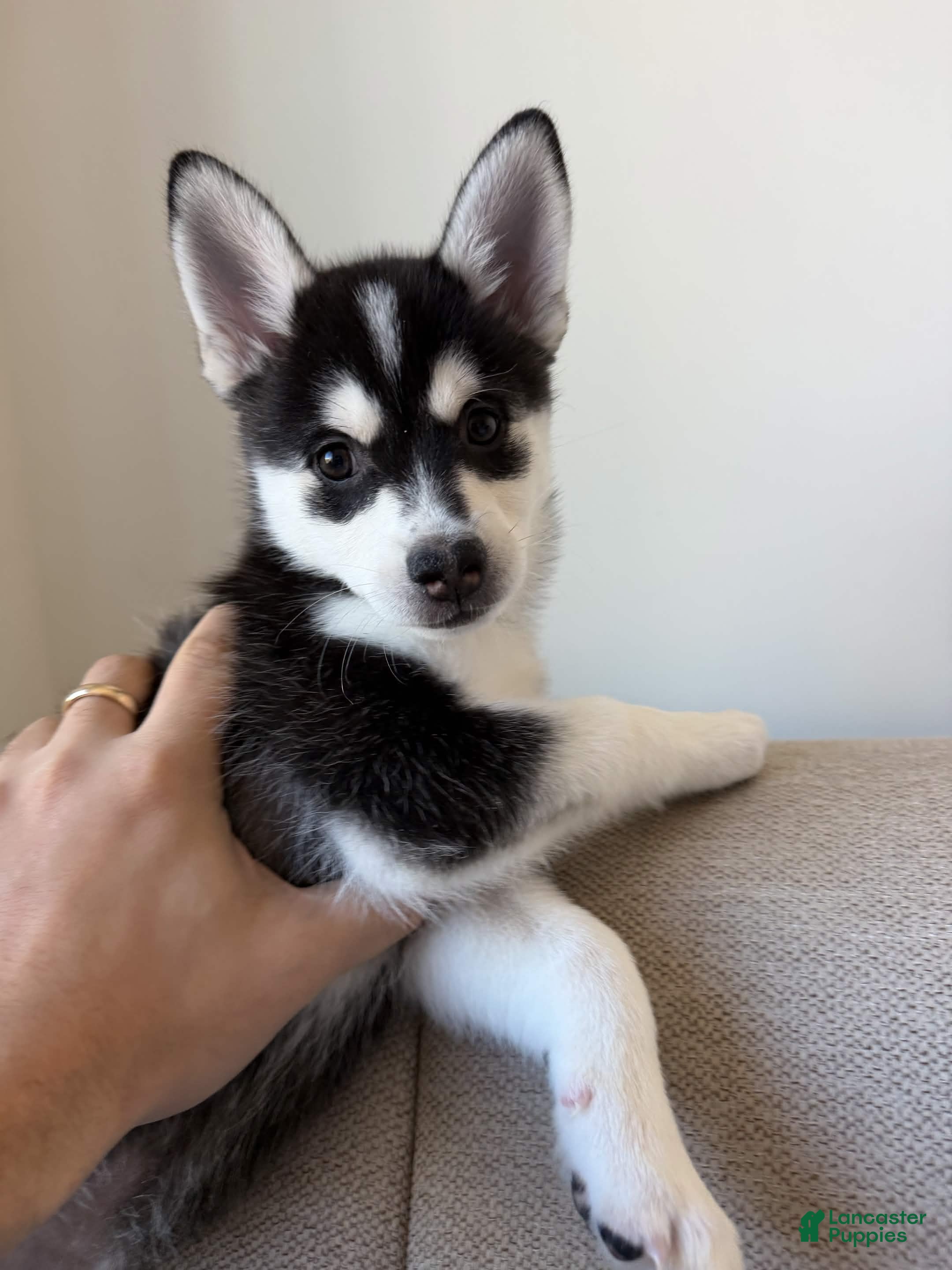 Pomsky dogs for sale: Bolt - Ad 1