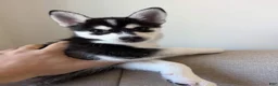 Pomsky dogs for sale: Bolt - Ad 1