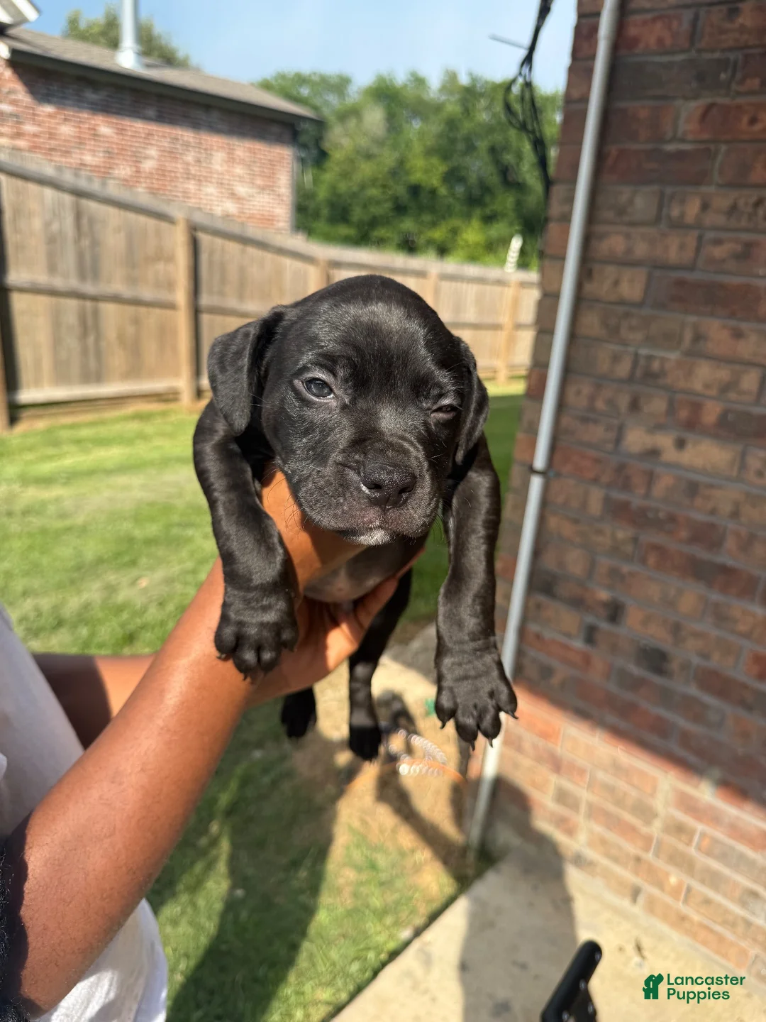 American Staffordshire Terrier dogs for sale: American Staffordshire Terrier 4 - Ad 2