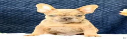 French Bulldog dogs for sale: Blaze - Ad 6