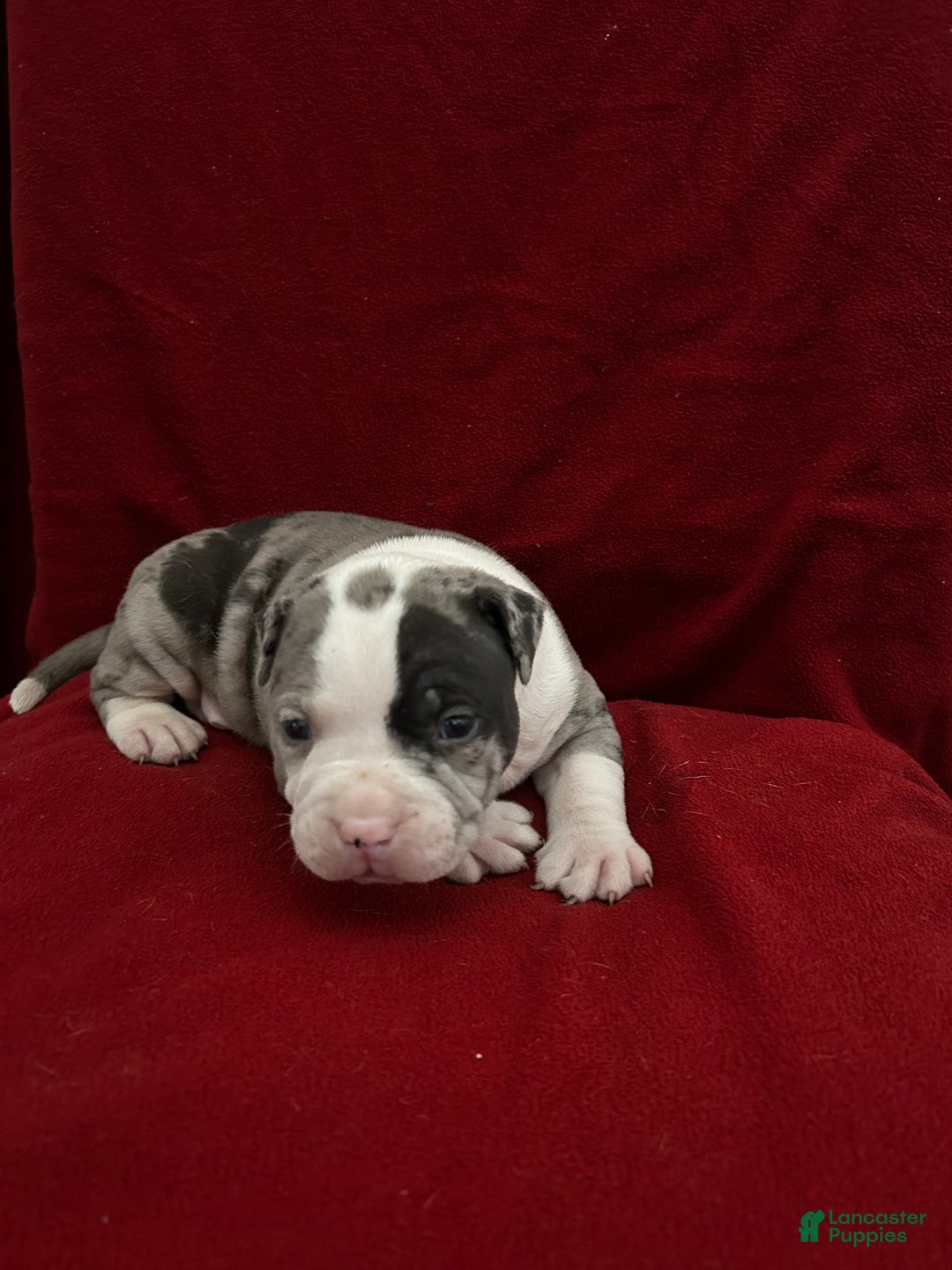 American Bully dogs for sale: American Bully Puppy 2 - Ad 4