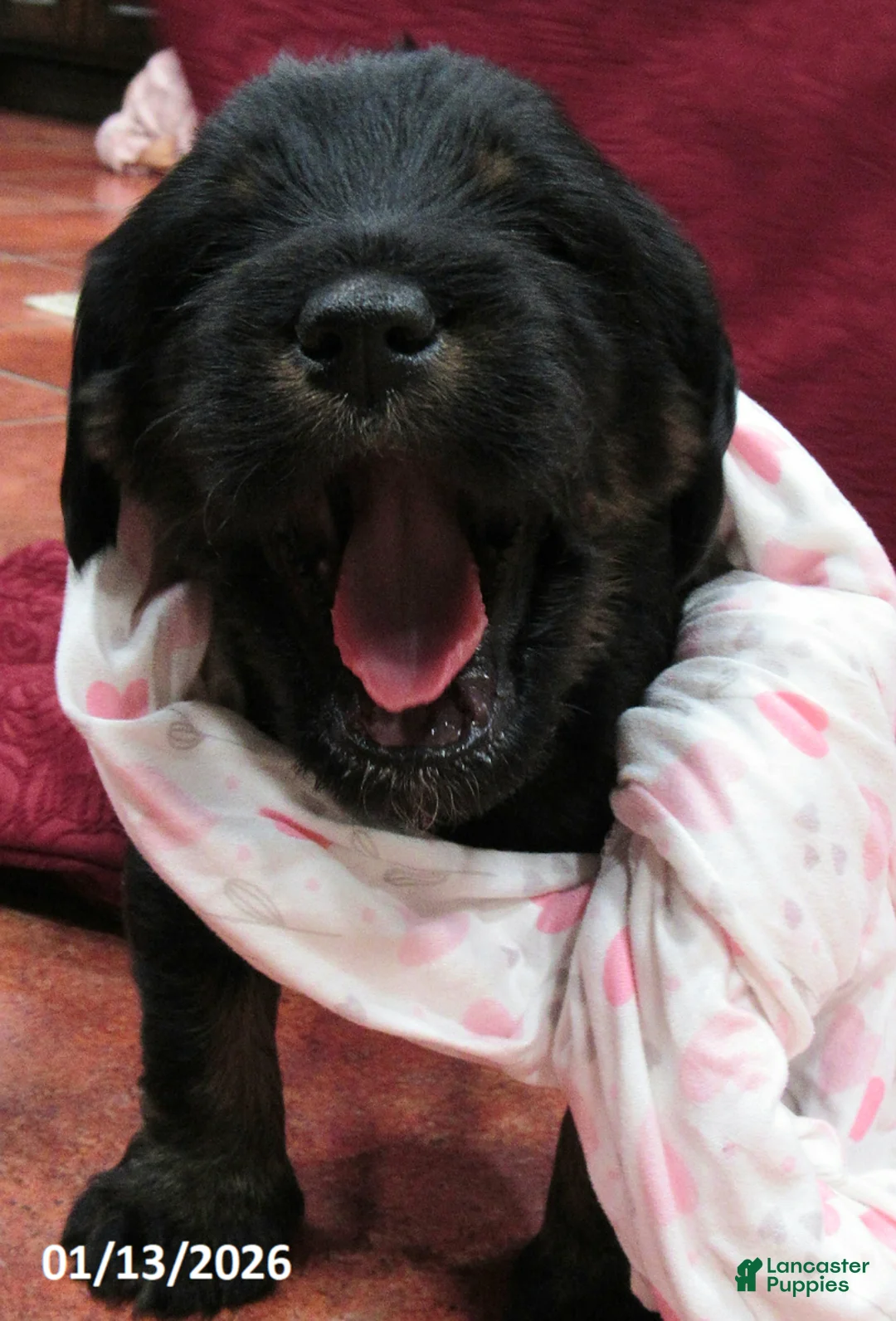 Labradoodle dogs for sale: Asher - Ad 16