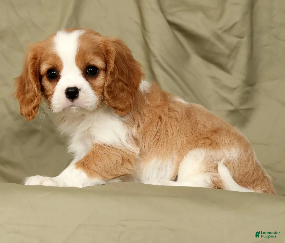 Cavalier King Charles Spaniel dogs for sale: Mitch - Ad 2