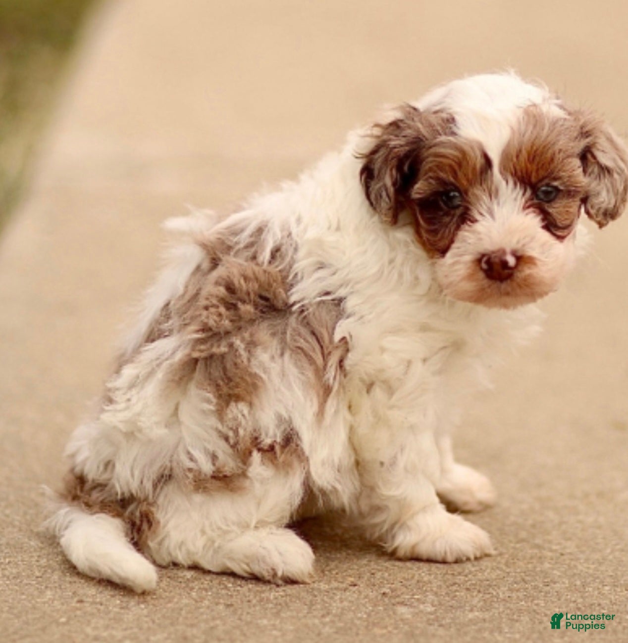 Cavapoo dogs Daphne - Ad 11