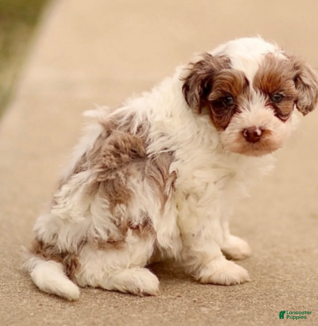 Cavapoo dogs for sale: Daphne - Ad 1