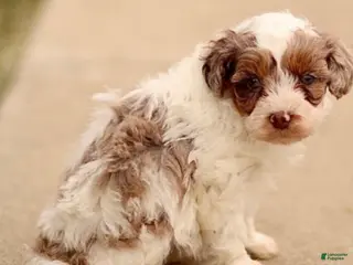 Cavapoo dogs Daphne - Ad 11