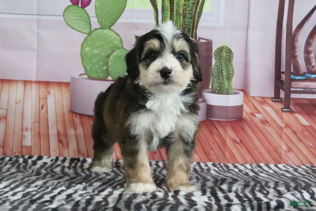 Mini Bernedoodle dogs Shilo - Ad 1