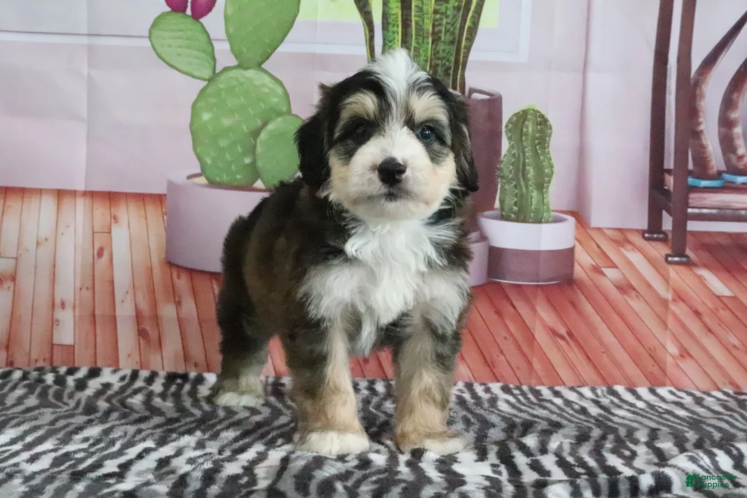 Mini Bernedoodle dogs for sale: Shilo - Ad 1