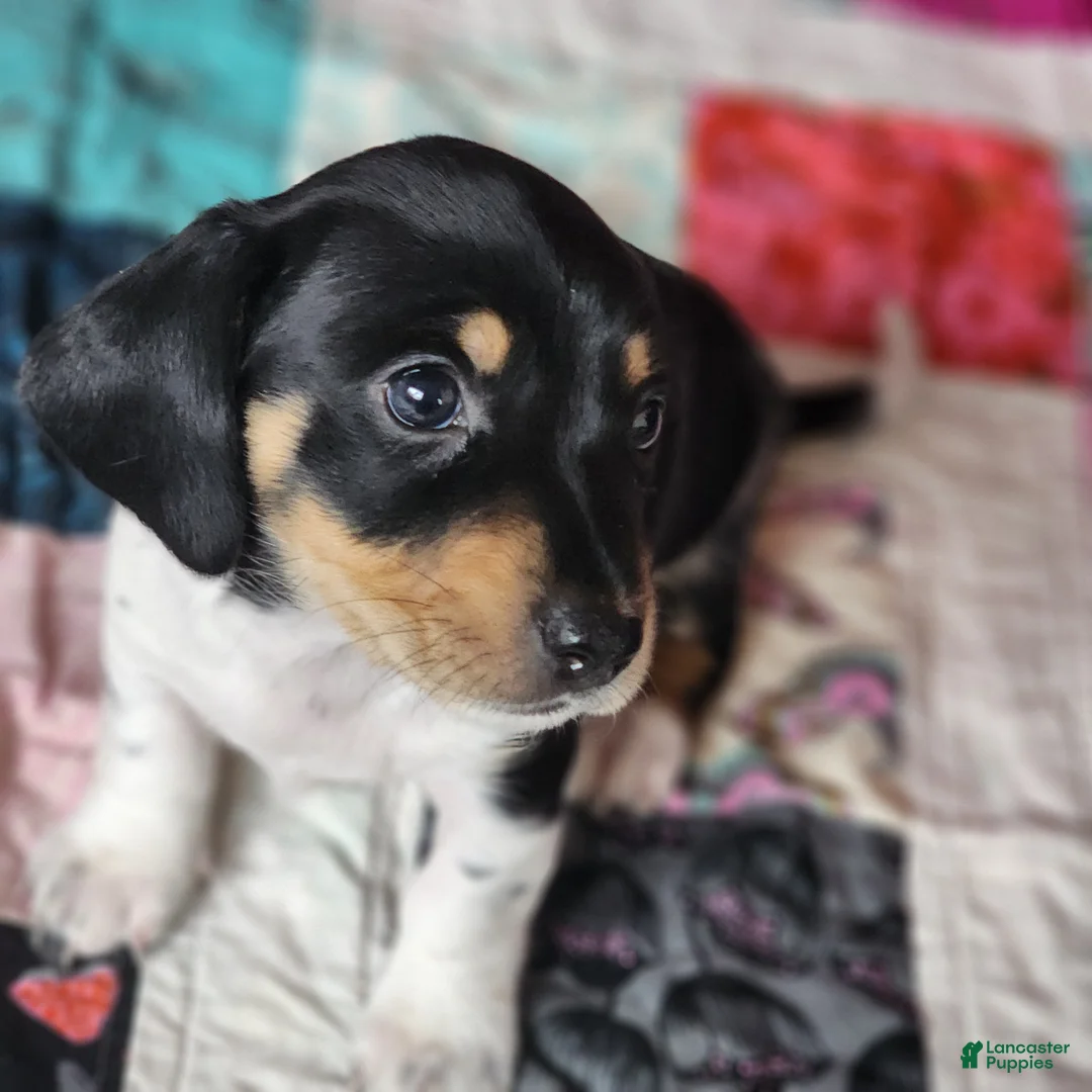 Dachshund dogs for sale: Cypress - Ad 4