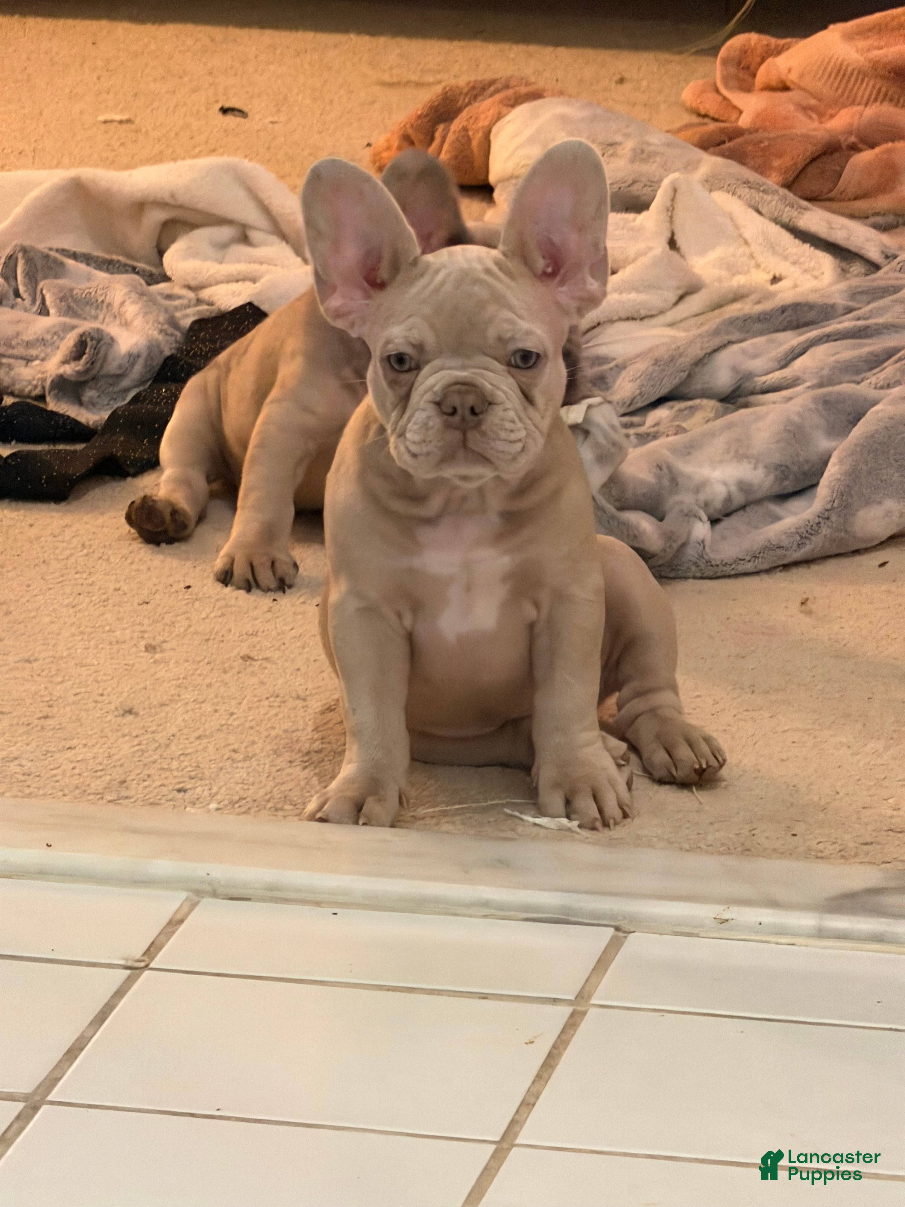 French Bulldog dogs French Bulldog Puppy 1 - Ad 12