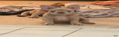 French Bulldog Puppy 1