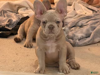 French Bulldog dogs French Bulldog Puppy 1 - Ad 28