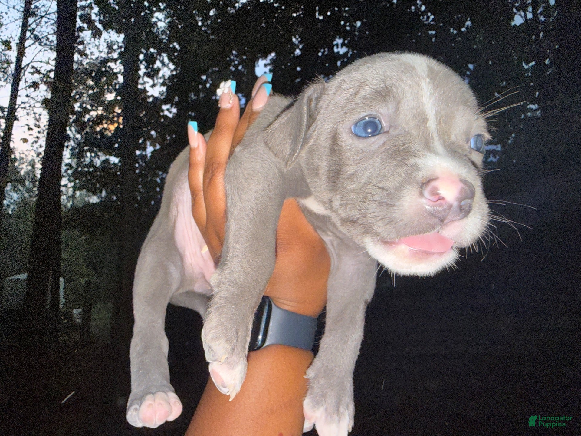 American Pit Bull Terrier dogs American Pit Bull Terrier 2 - Ad 2