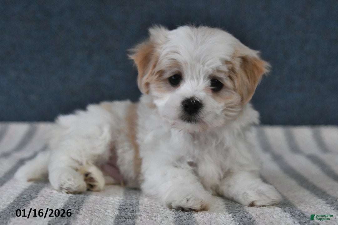 Cavachon dogs for sale: Lenny - Ad 3