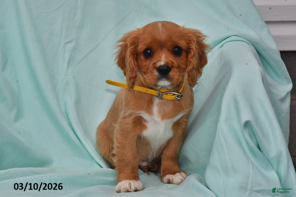 Cavalier King Charles Spaniel dogs Buddy - Ad 1