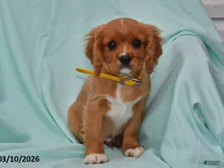 Cavalier King Charles Spaniel dogs for sale: Buddy - Ad 3