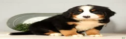 Bernese Mountain Dog dogs for sale: Roxie - Ad 7