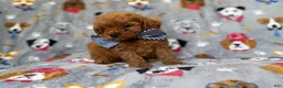 Cavapoo dogs for sale: Lynx - Ad 6
