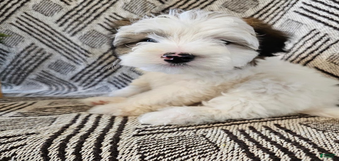 Gallery Image {{count}}