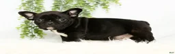 Frenchton dogs for sale: Vick - Ad 5