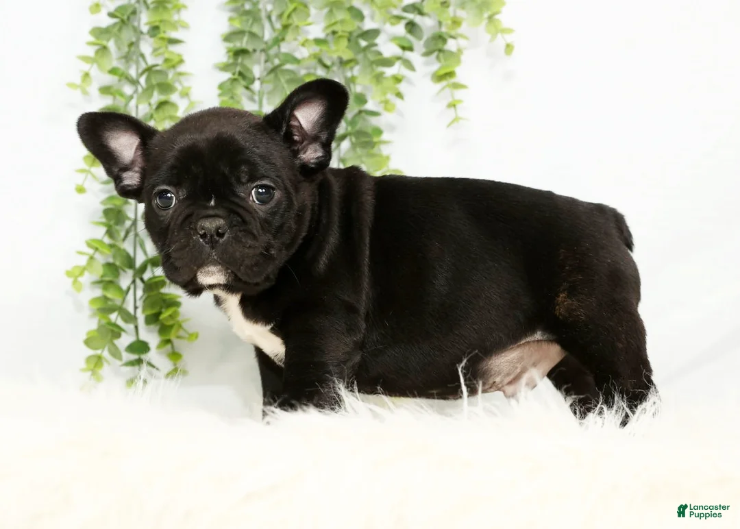 Frenchton dogs for sale: Vick - Ad 5