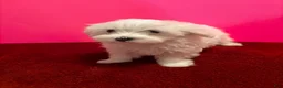 Maltese dogs for sale: Maltese 5 - Ad 5