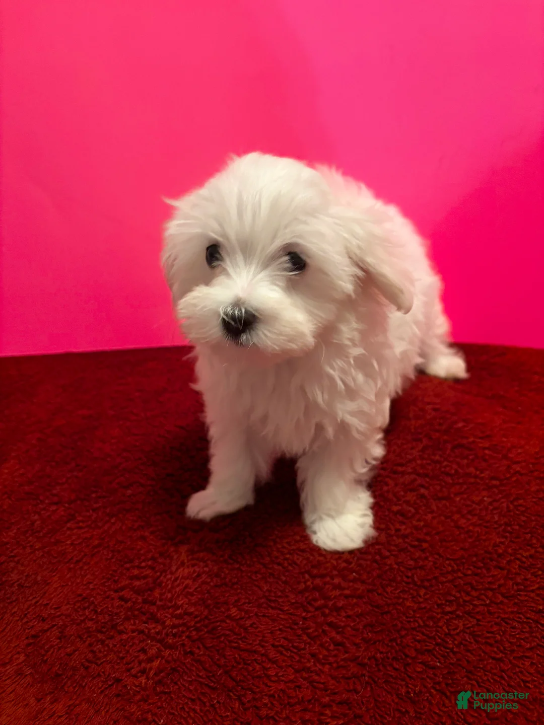Maltese dogs for sale: Maltese 5 - Ad 5