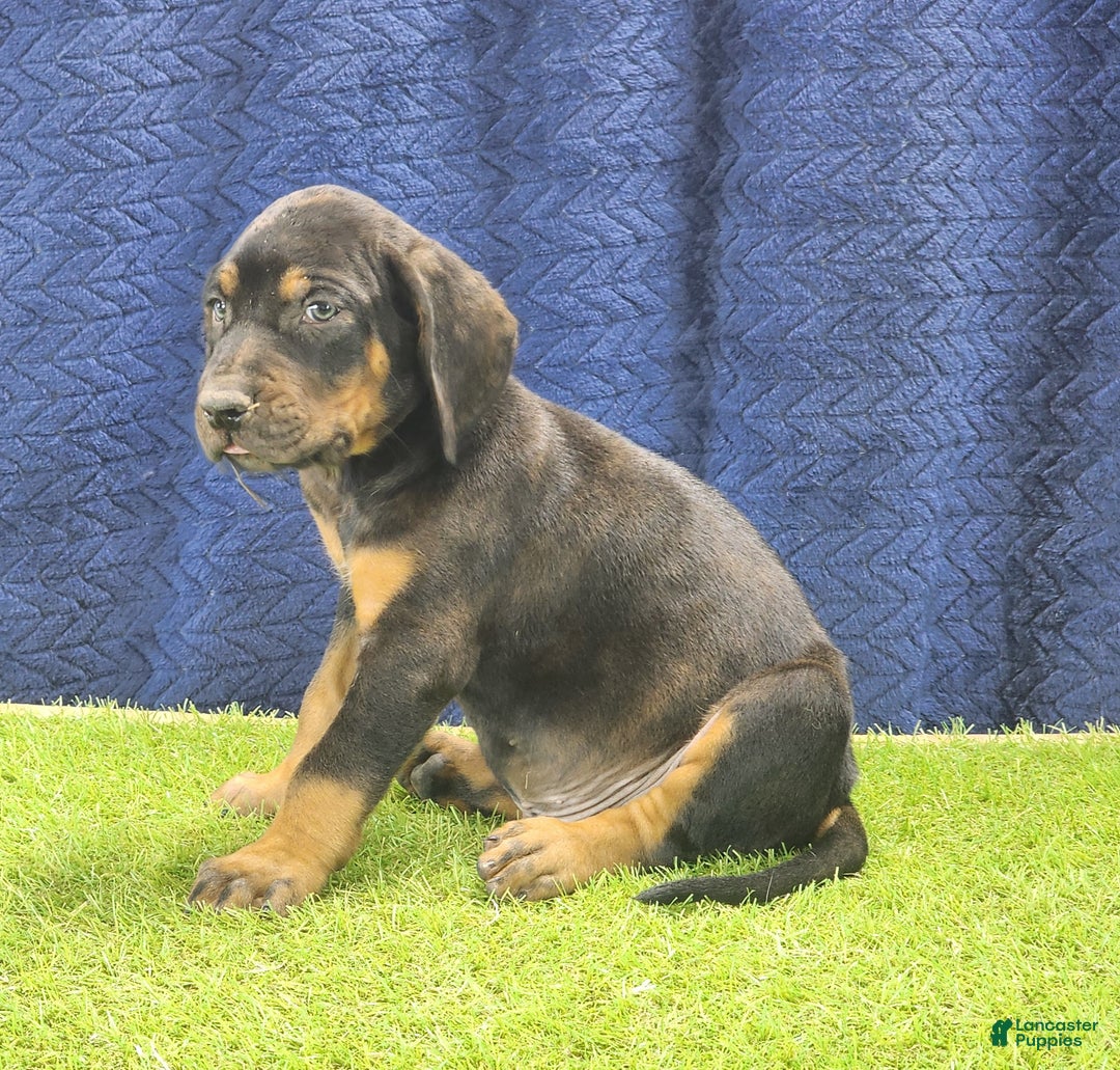 Mixed Breed dogs for sale: 2025 Bloodahoula Male 1 "Curly" - Ad 1