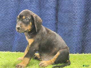 Mixed Breed dogs 2025 Bloodahoula Male 1 "Curly" - Ad 11