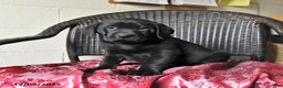 Labrador Retriever dogs for sale: Baxter - Ad 2