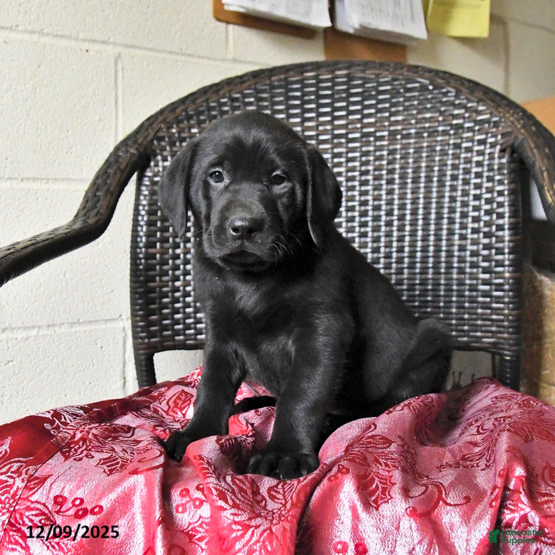 Labrador Retriever dogs for sale: Baxter - Ad 2