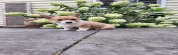 Welsh Corgi Pembroke dogs for sale: Welsh Corgi Pembroke 1 - Ad 5