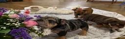 English Bulldog dogs for sale: Perfection  - Ad 5