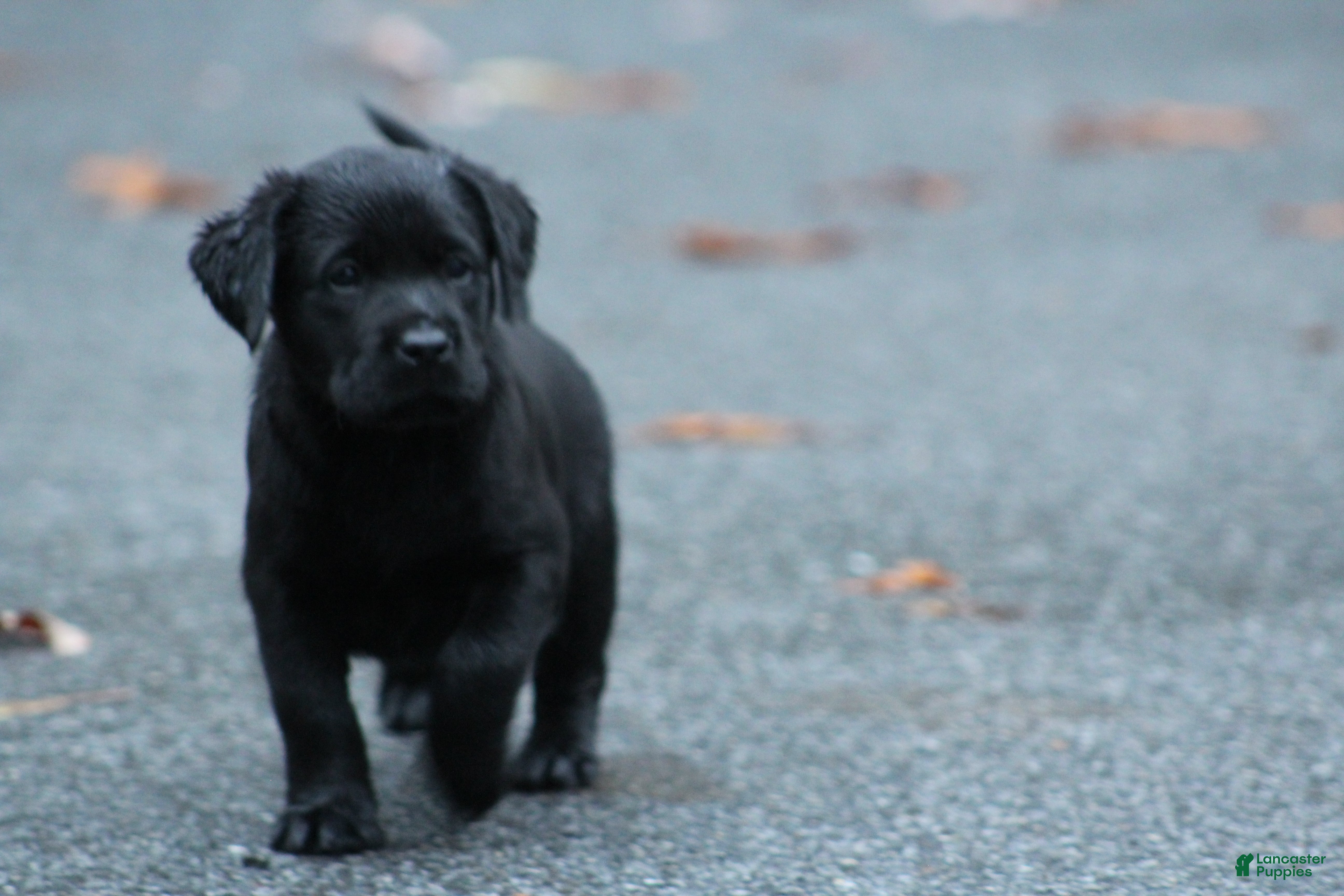 Labrador Retriever dogs kayley - Ad 2