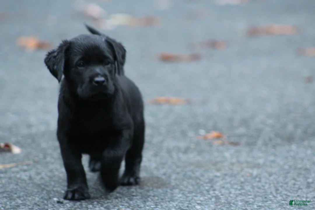 Labrador Retriever dogs for sale: kayley - Ad 2