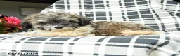 Toy Poodle dogs for sale: Sebastian - Ad 2