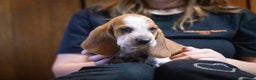 Basset Hound dogs for sale: William - Ad 1