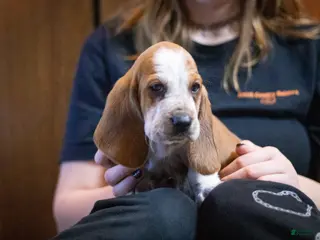 Basset Hound dogs William - Ad 4