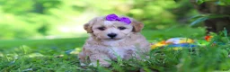 Havapoo dogs for sale: Hailey - Ad 7
