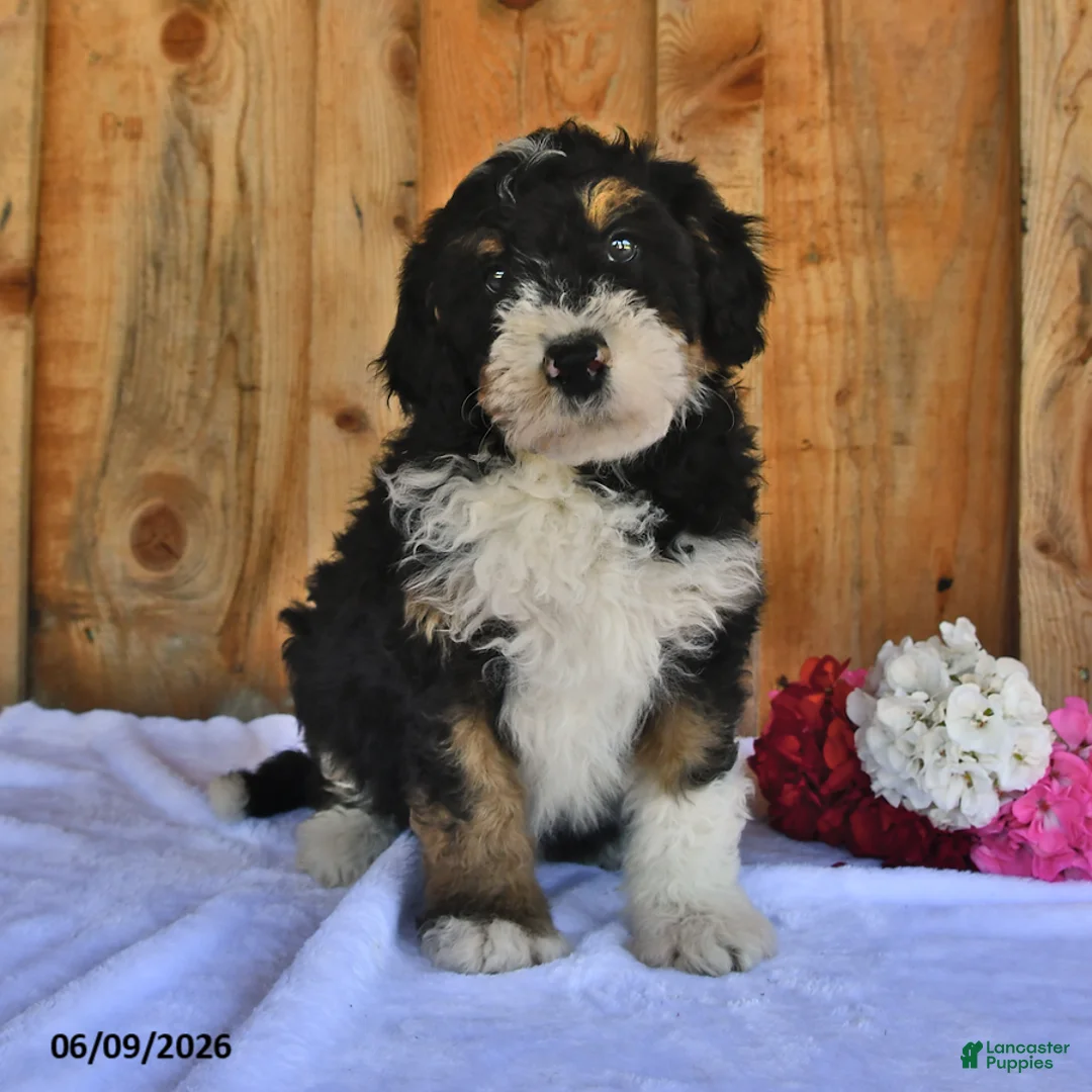 Bernedoodle dogs for sale: Duke - Ad 1