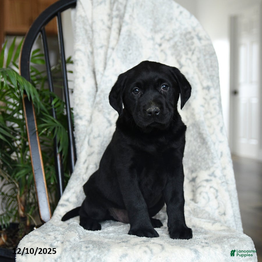 Labrador Retriever dogs Bacon - Ad 19